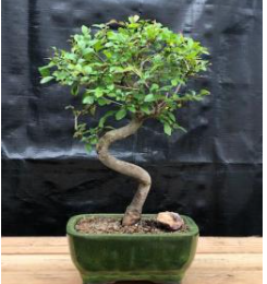 Chinese Elm Bonsai Tree Trained Curve Trunk Style - Small (Ulmus Parvifolia)