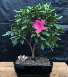 Flowering Tropical Pink Azalea Bonsai Tree  (rhododendron 'southern charm')