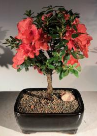 Flowering Tropical Duc De Rohan Azalea Bonsai Tree (southern indica)
