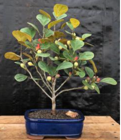 Mistletoe Fig Bonsai Tree  (ficus diversifolia)