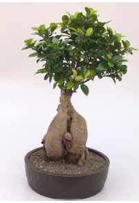 Ginseng Ficus Bonsai Tree (ficus retusa)