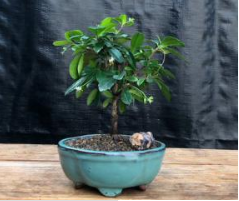 Fukien Tea Bonsai Tree - Small  Straight Trunk Style   (ehretia microphylla)