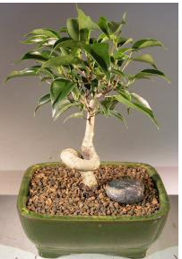 Oriental Ficus Bonsai Tree - Small Coiled Trunk  (ficus benjamina 'orientalis')