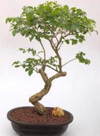 Flowering Ligustrum Bonsai Tree Curved Trunk Style (ligustrum lucidum)