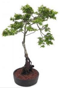 Beni Hime Dwarf Japanese Maple Bonsai Tree Root Over Rock (Acer palmatum 'Beni Hime')