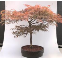 Weeping Red Dragon Japanese Maple Bonsai Tree (Acer palmatum dissectum 'Red Dragon')