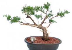 Juniper Bonsai Tree Trained in Jin & Shari Style (Juniperus Chinensis ‘parsonii’)