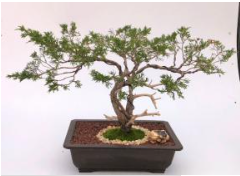 Savin Juniper Bonsai Tree Trained in Jin Style (Juniperus sabina)