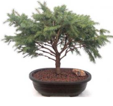 Serbian Spruce Bonsai Tree (Picea omorika ‘Nana’)