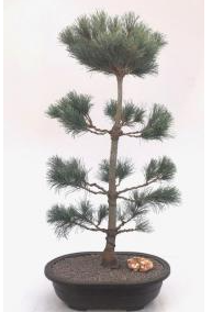 Japanese White Pine Bonsai Tree (pinus parviflora 'bergman')