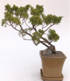 Golden Hinoki Cypress Bonsai Tree Semi Cascade Style (chamecyparis obtusa compacta "aurea")