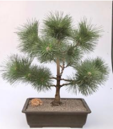 Japanese Black Pine Bonsai Tree (pinus thunbergii 'thunderhead')