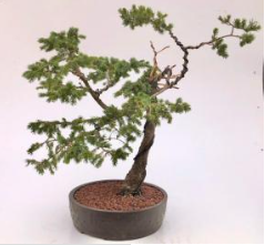 Engelmann Spruce Bonsai Tree Trained in Jin Style (Picea engelmannii)