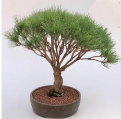 Japanese Red Pine Bonsai Tree (pinus densi 'globosa')