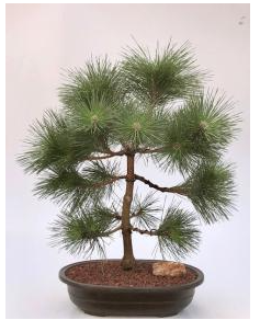 Japanese Black Pine Bonsai Tree (pinus thunbergii 'thunderhead')