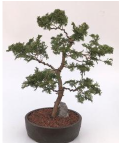Hinoki Cypress Bonsai Tree (chamecyparis obtusa 'Nana Gracilis')