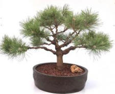 Japanese Red Pine Bonsai Tree (Pinus Densiflora Low Glow')