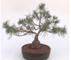Scotch (Scots) Pine Bonsai Tree (Pinus Sylvestris 'Albyn)