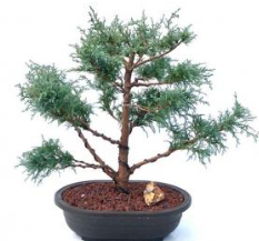 Mugo Pine Bonsai Tree (pinus mugo 'valley cushion') $1,400.00