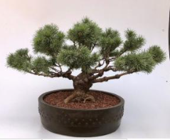 Mugo Pine Bonsai Tree (pinus mugp 'valley cushion')