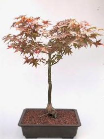 Japanese Red Maple Bonsai Tree (Shindeshojo)