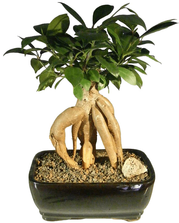 Amazing Easy beginner Ficus Genseng bonsai tree - Bonsaiworldllc
