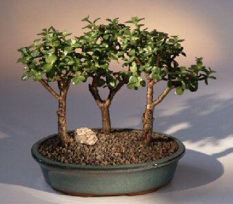 Baby Jade - 3 Bonsai Tree Group  (portulacaria afra) - Bonsaiworldllc