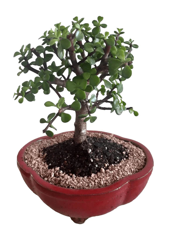Baby jade bonsai tree in 8inch pot for beginners - Bonsaiworldllc