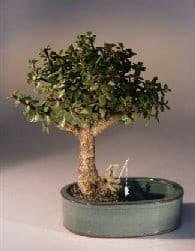Baby Jade Bonsai Tree  Land/Water Pot - Medium   (Portulacaria Afra) - Bonsaiworldllc