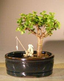 Baby Jade Bonsai Tree  Land/Water Pot - Small  (Portulacaria Afra) - Bonsaiworldllc