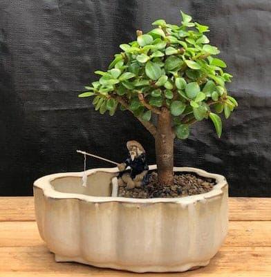 Baby Jade Bonsai Tree Land/Water Pot With Scalloped Edges (Portulacaria Afra) - Bonsaiworldllc