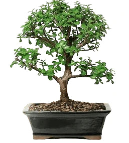 Baby Jade Bonsai Tree - Large (Portulacaria Afra)