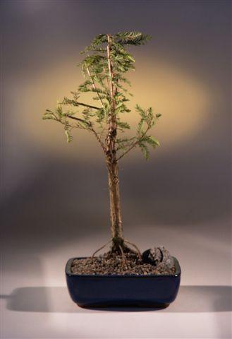 Bald Cypress Bonsai Tree  (taxodium distichum) - Bonsaiworldllc
