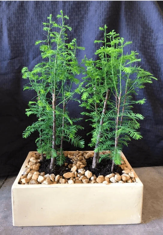 Bald Cypress Forest Planting. Shaded bonsai trees - Bonsaiworldllc