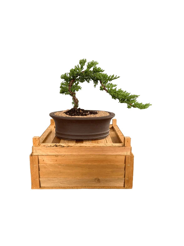 Beginner traditional Juniper bonsai tree - Bonsaiworldllc