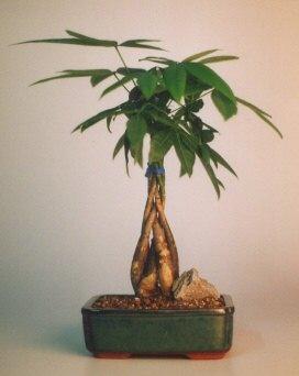 Braided Money Bonsai Tree - 'Good Luck Tree' Medium  (pachira aquatica) - Bonsaiworldllc