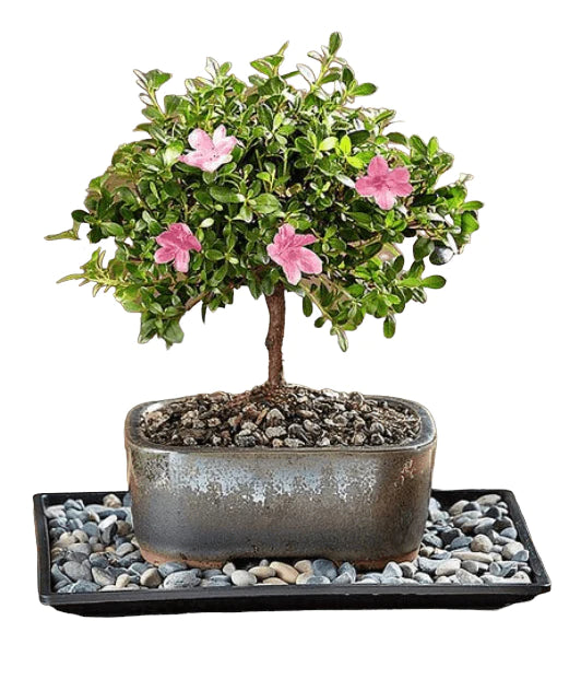 Brand new Azalea bonsai tree flowers pink or red 8 inch pot - Bonsaiworldllc