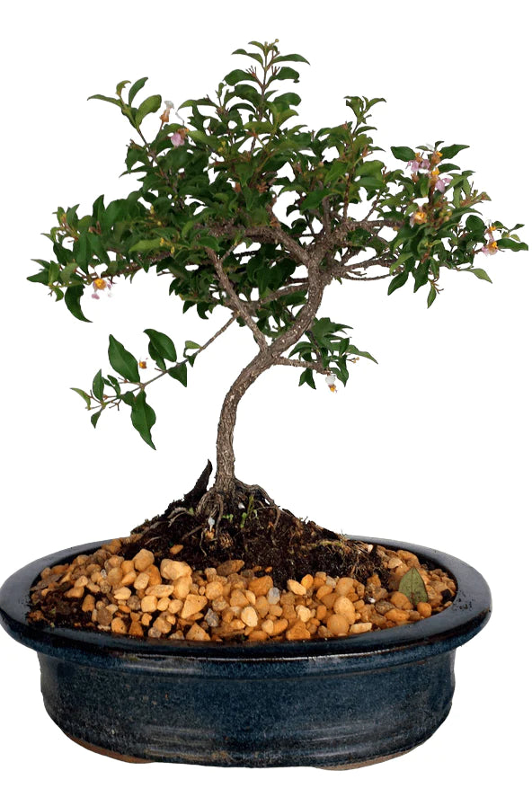 Cherry bonsai tree DWARF - Bonsaiworldllc