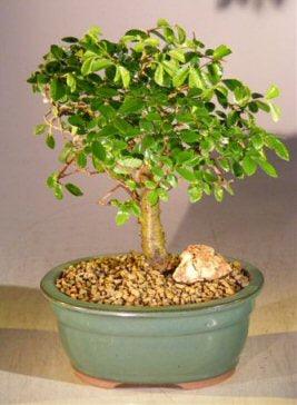 Chinese Elm Bonsai Tree - Aged  Straight Trunk Style  - Medium  (ulmus parvifolia) - Bonsaiworldllc