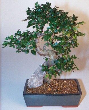 Chinese Elm Bonsai Tree - Extra Large  Curved Trunk Style   (Ulmus Parvifolia) - Bonsaiworldllc