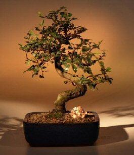 Chinese Elm Bonsai Tree - Medium    Curved Trunk Style   (Ulmus Parvifolia) - Bonsaiworldllc
