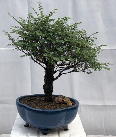 Chinese Seiju Elm Bonsai Tree   (ulmus parvifolia 'seiju') - Bonsaiworldllc