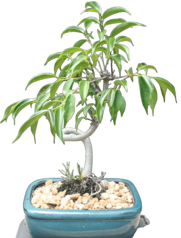 Coiled medium ficus bonsai tree - Bonsaiworldllc