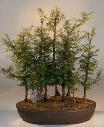 Dawn Redwood 9 Tree Forest Group   (metasequoia glyptostrobides) - Bonsaiworldllc