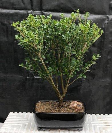 Dwarf Japanese Holly Bonsai Tree  (ilex crenata 'piccolo') - Bonsaiworldllc