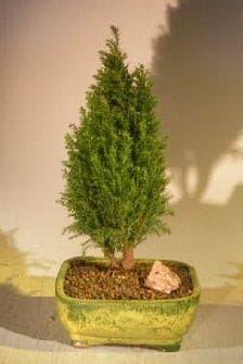 European Cypress Evergreen Bonsai Tree