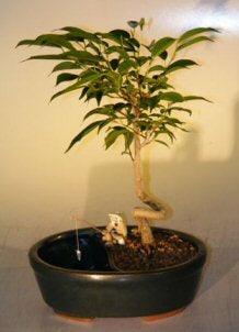 Ficus Bonsai Tree in a Water/Land Container Coiled Trunk Style  (ficus 'orientalis') - Bonsaiworldllc