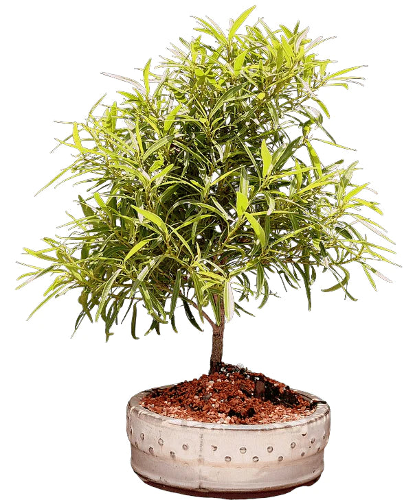 Ficus nerifolia bonsai tree - Bonsaiworldllc