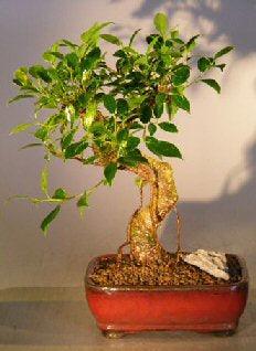 Ficus Retusa Bonsai Tree - Medium  Curved Trunk Style - Bonsaiworldllc