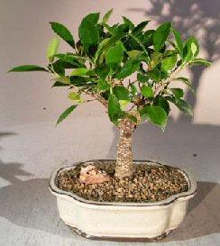 Ficus Retusa Bonsai Tree - Medium  (Ficus Retusa) - Bonsaiworldllc